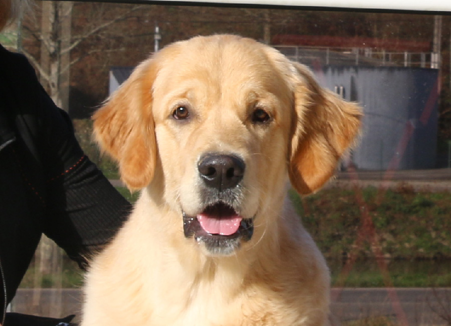 Golden Retriever, élevage familial des Cimes Etoilées, chiot golden